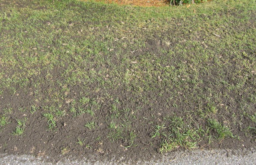 Lawn Top Dressing Lawn Mowing PRO CUT LAWNS